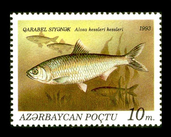 Caspian Anadromus Shad (Alosa kessleri kessleri)