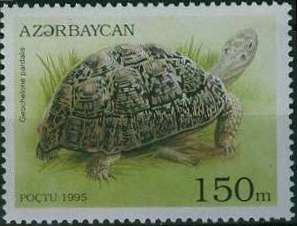 Leopard Tortoise (Geochelone pardalis)