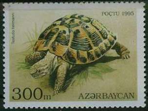 Hermann's Tortoise (Testudo hermanni)