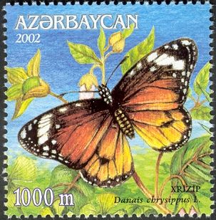 African Monarch (Danaus chrysippus)