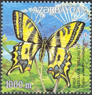 Southern Swallowtail (Papilio alexanor orientalis )