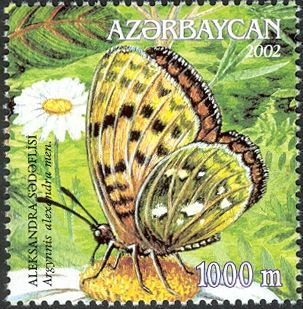 Fritillary Butterfly (Argynnis alexandra)