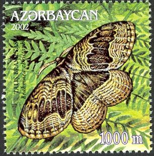 Moth (Brahmaea christophi)