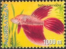 Siamese Fighting Fish (Betta splendens)
