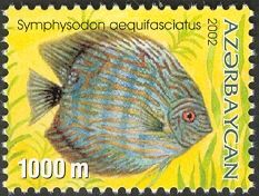 Blue Discus (Symphysodon aequifasciatus)