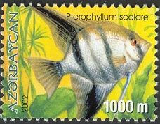 Freshwater Angelfish (Pterophyllum scalare)