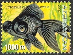 Black Moor (Carassius auratus auratus)