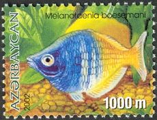 Boeseman's Rainbowfish (Melanotaenia boesemani)