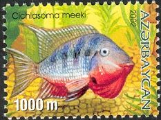 Firemouth Cichlid (Cichlasoma meeki)