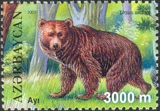 Brown Bear (Ursus arctos)