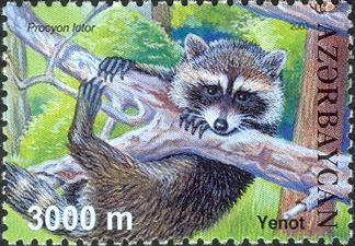 Raccoon (Procyon lotor)