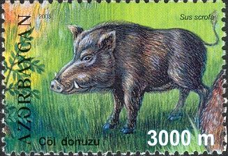 Wild Boar (Sus scrofa)