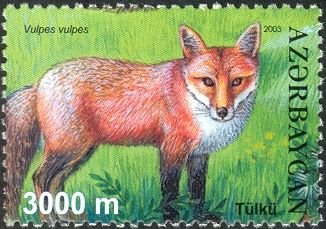 Red Fox (Vulpes vulpes)