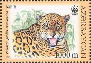 Caucasian Leopard  (Panthera pardus ciscaucasica)