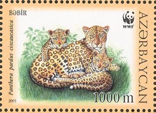 Caucasian Leopard (Panthera pardus ciscaucasica)