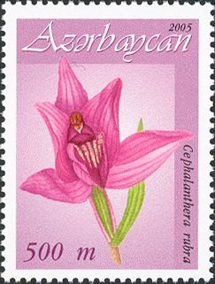 Cephalanthera rubra