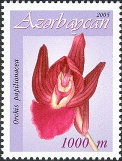 Anacamptis papilionacea (syn.Orchis papilionacea)