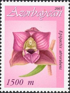 Epipactis atrorubens