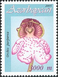 Orchis purpurea