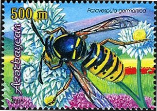 German Yellow Jacket Wasp (Paravespula germanica)