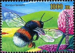 Buff-tailed Bumblebee (Bombus terrestris)