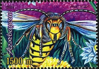 Giant Hornet (Vespa crabro)