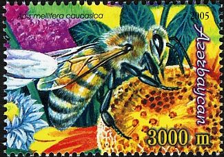 Caucasian Honey Bee (Apis mellifera caucasica)