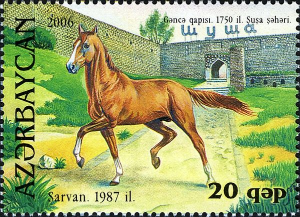 Karabakh Horse "Sarvan" (Equus ferus caballus)(1987)