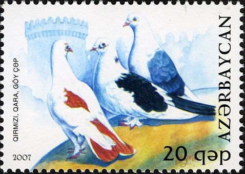 Pigeon (Columba livia forma domestica)