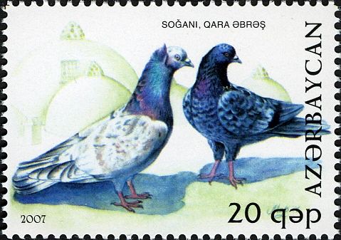 Pigeon (Columba livia forma domestica)