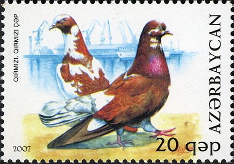 Pigeon (Columba livia forma domestica)