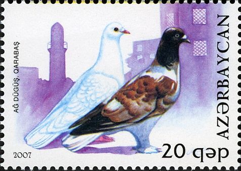 Pigeon (Columba livia forma domestica)