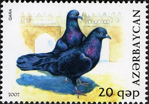 Pigeon (Columba livia forma domestica)