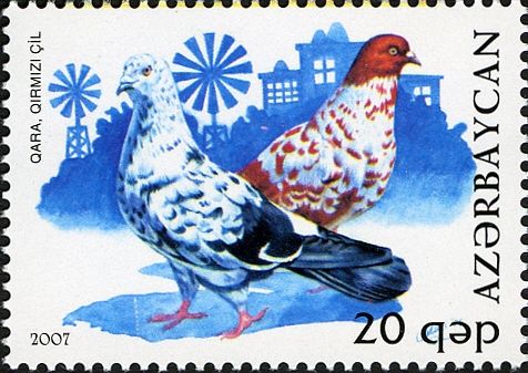 Pigeon (Columba livia forma domestica)