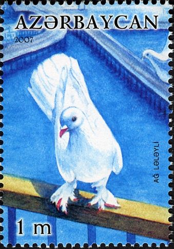 Pigeon (Columba livia forma domestica)