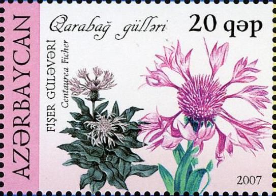 Centaurea ficher
