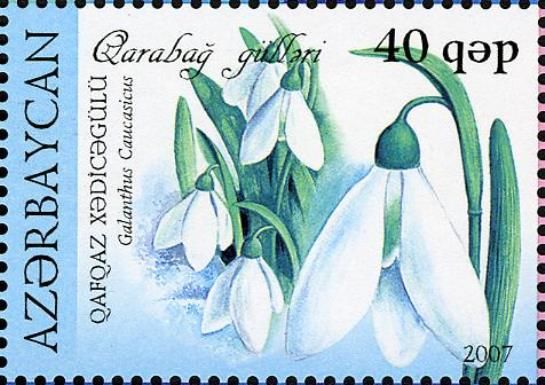 Galanthus caucasicus