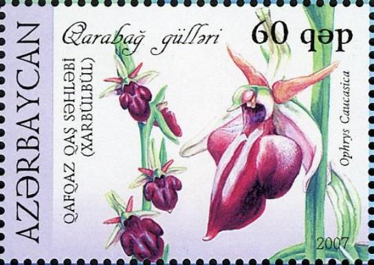 Ophrys caucasica