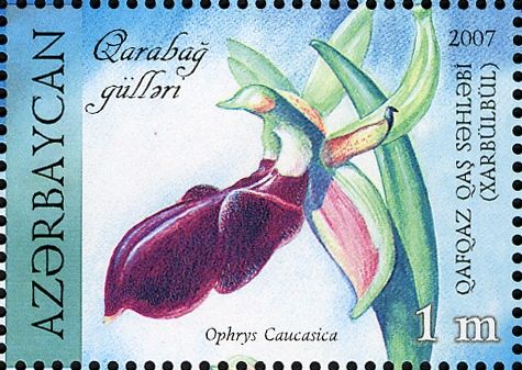 Ophrys caucasica