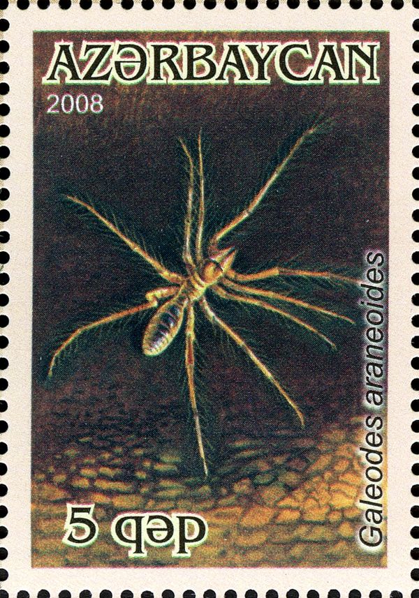 Camel Spider (Galeodes araneoides)