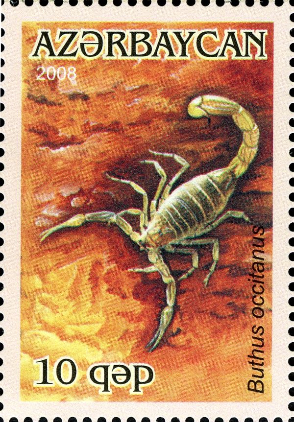 Common Yellow Scorpion (Buthus occitanus)