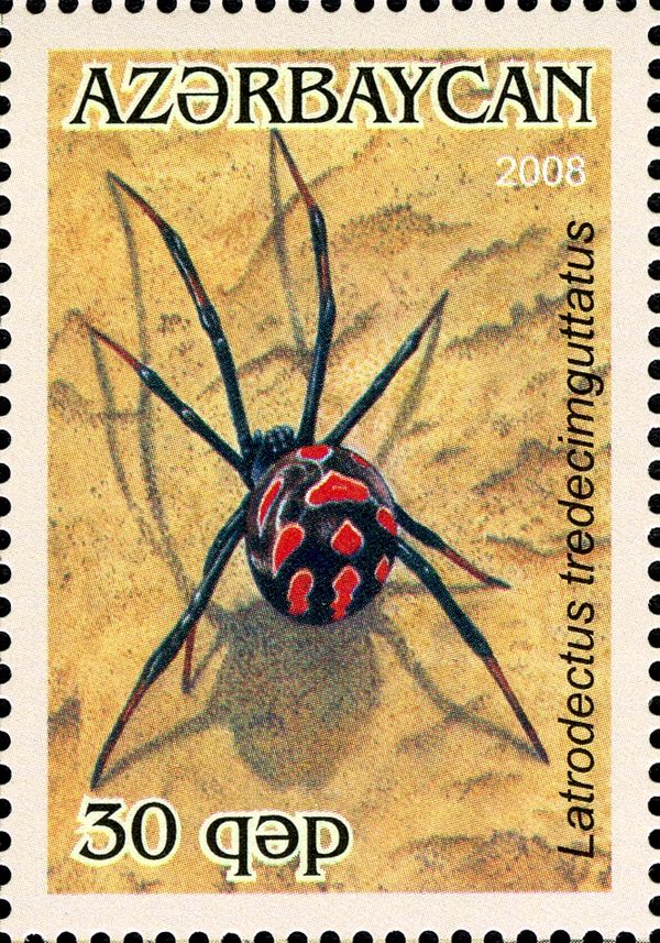 Mediterranean Black Widow (Latrodectus tredecimguttatus)