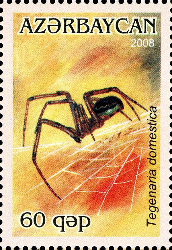 Domestic House Spider (Tegenaria domestica)