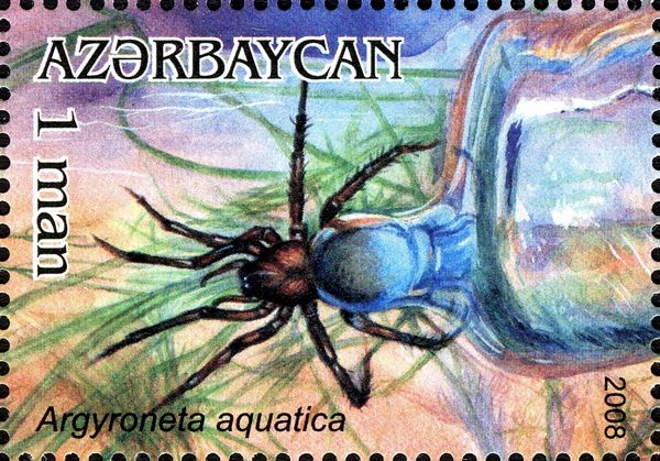 Airbubble Spider (Argyroneta aquatica)