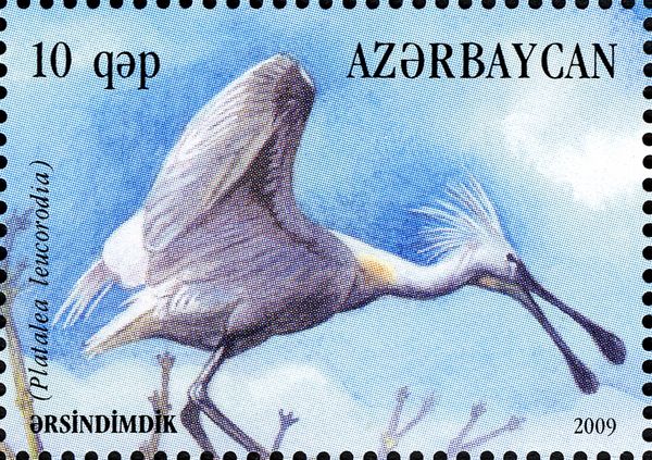 Eurasian Spoonbill (Platalea leucorodia)