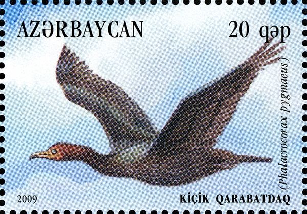 Pygmy Cormorant (Phalacrocorax pygmaeus)