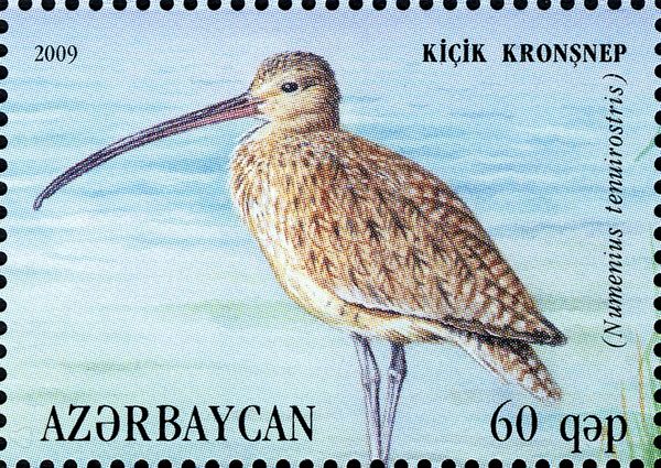 Slender-billed Curlew (Numenius tenuirostris)