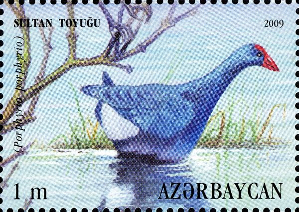 Purple Swamphen (Porphyrio porphyrio)