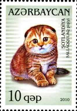 Somali (Felis silvestris catus)