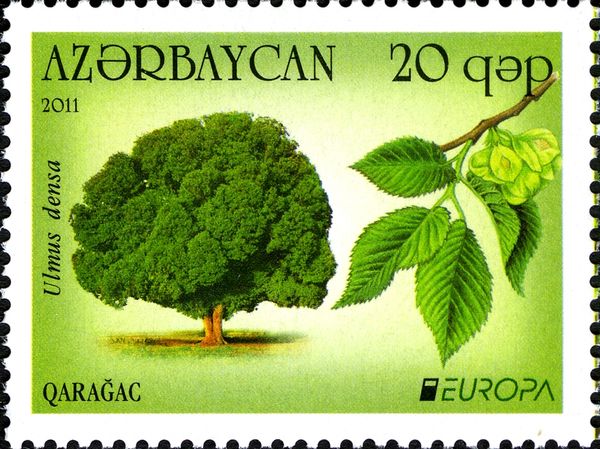 Europa - Elm (Ulmus Densa)